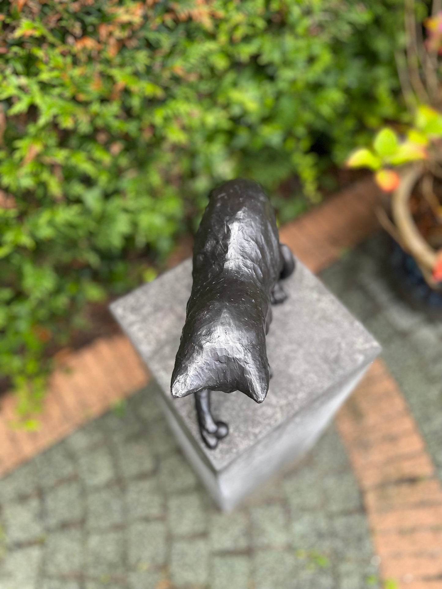 Curious Kitten – Bronze Sculpture. 21x13x20cm - 3.1Kg