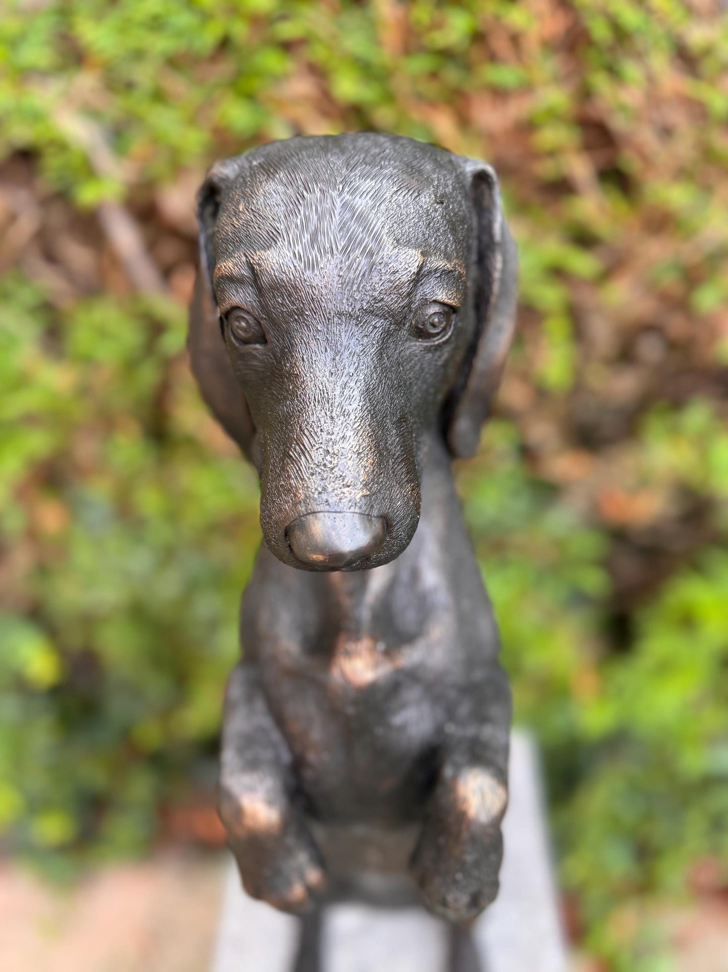 Begging Dachshund – Bronze Sculpture. 24x16x52cm - 7.4Kg