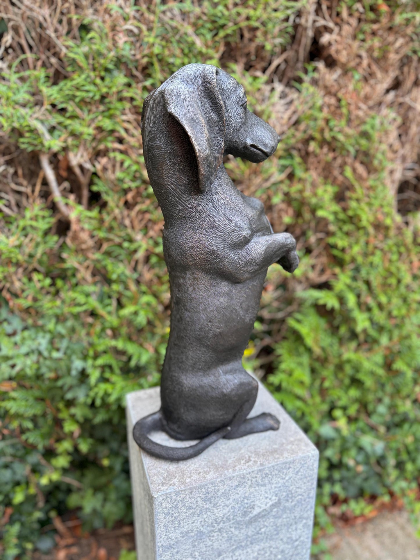 Begging Dachshund – Bronze Sculpture. 24x16x52cm - 7.4Kg