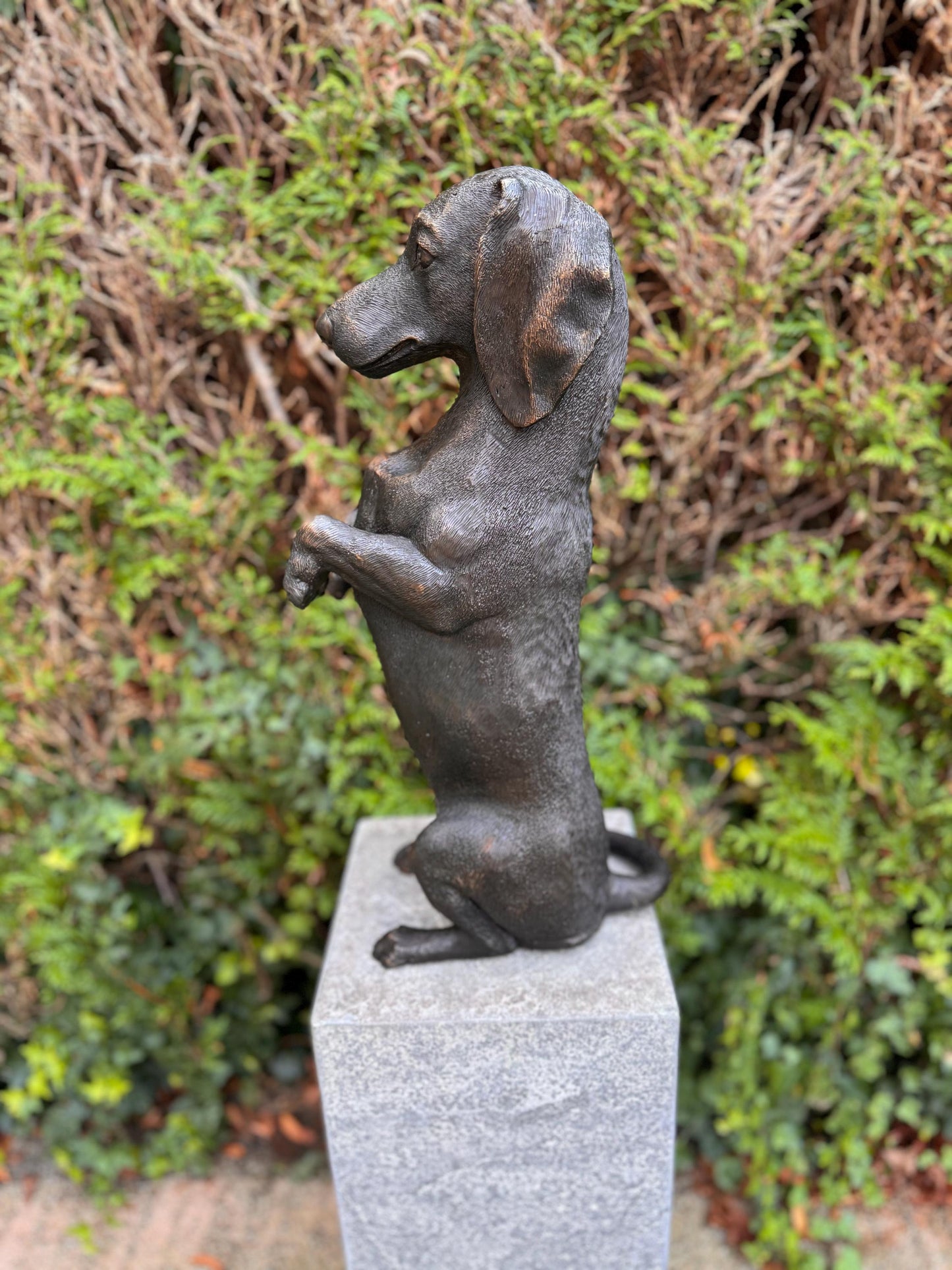 Begging Dachshund – Bronze Sculpture. 24x16x52cm - 7.4Kg
