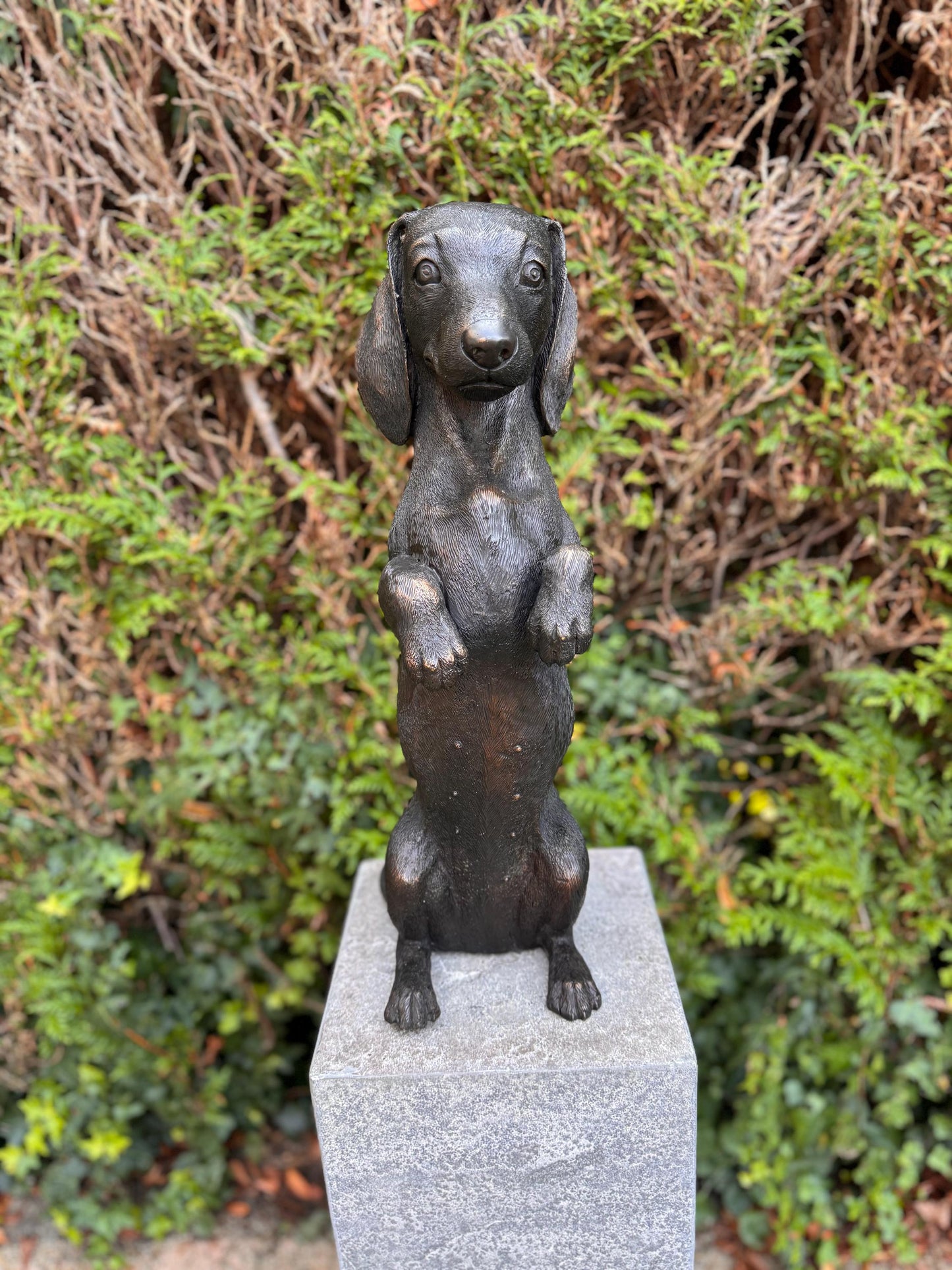 Begging Dachshund – Bronze Sculpture. 24x16x52cm - 7.4Kg