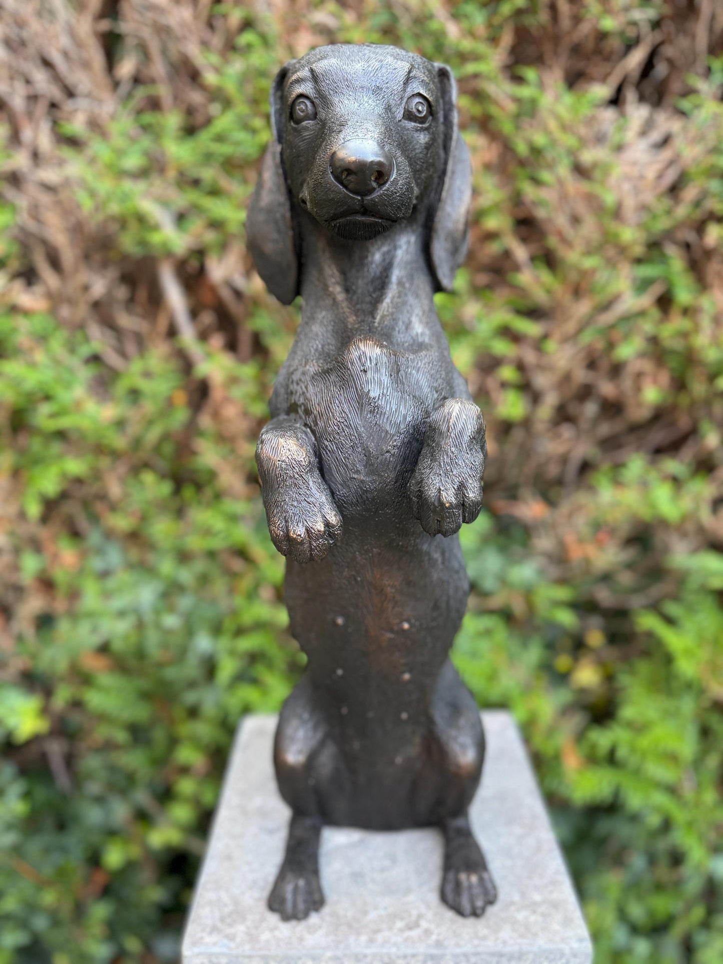Begging Dachshund – Bronze Sculpture. 24x16x52cm - 7.4Kg