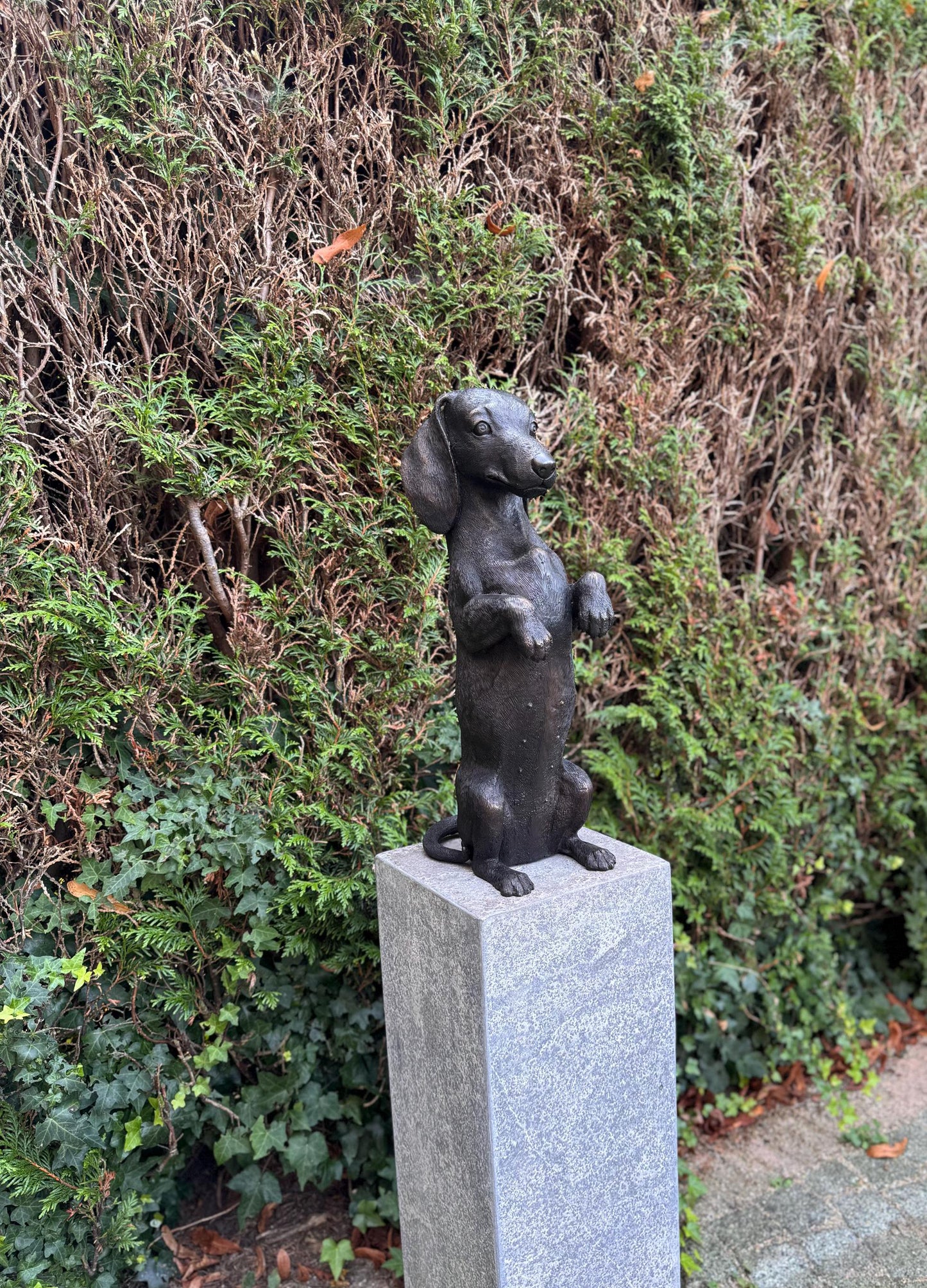 Begging Dachshund – Bronze Sculpture. 24x16x52cm - 7.4Kg