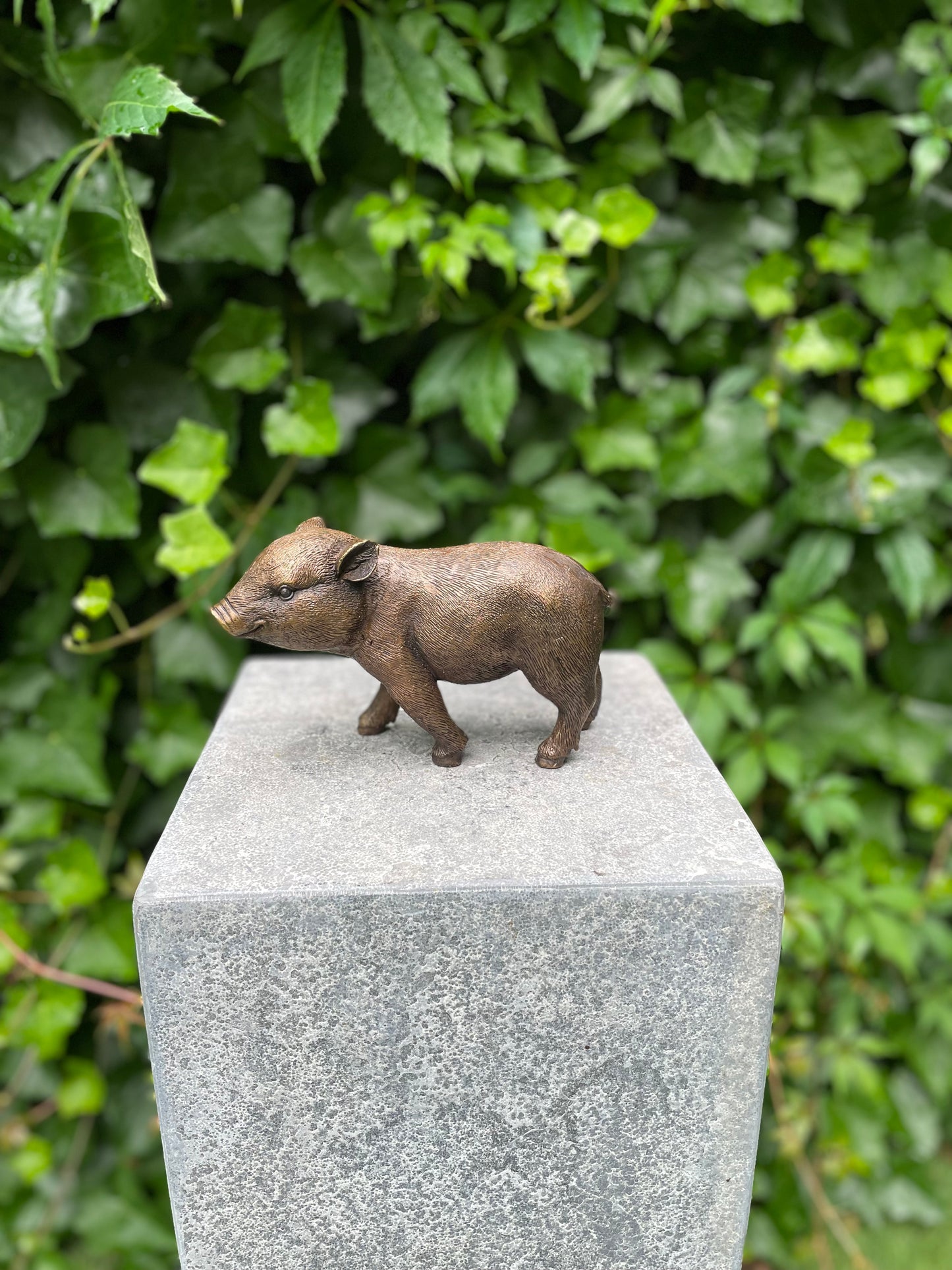 Bronze piglet - 18x16x12cm