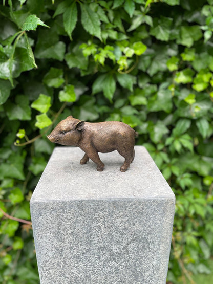 Bronze piglet - 18x16x12cm