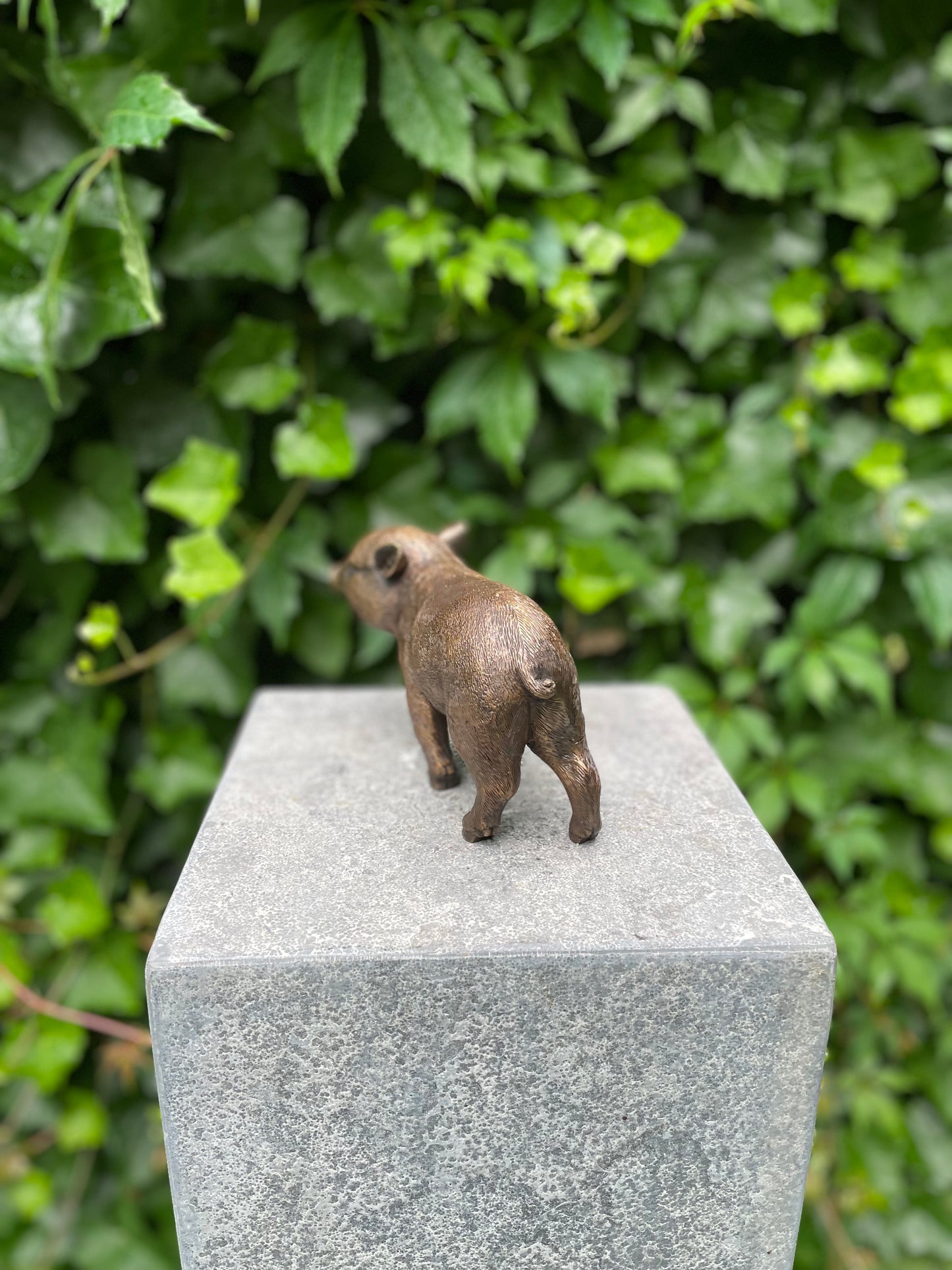 Bronze piglet - 18x16x12cm