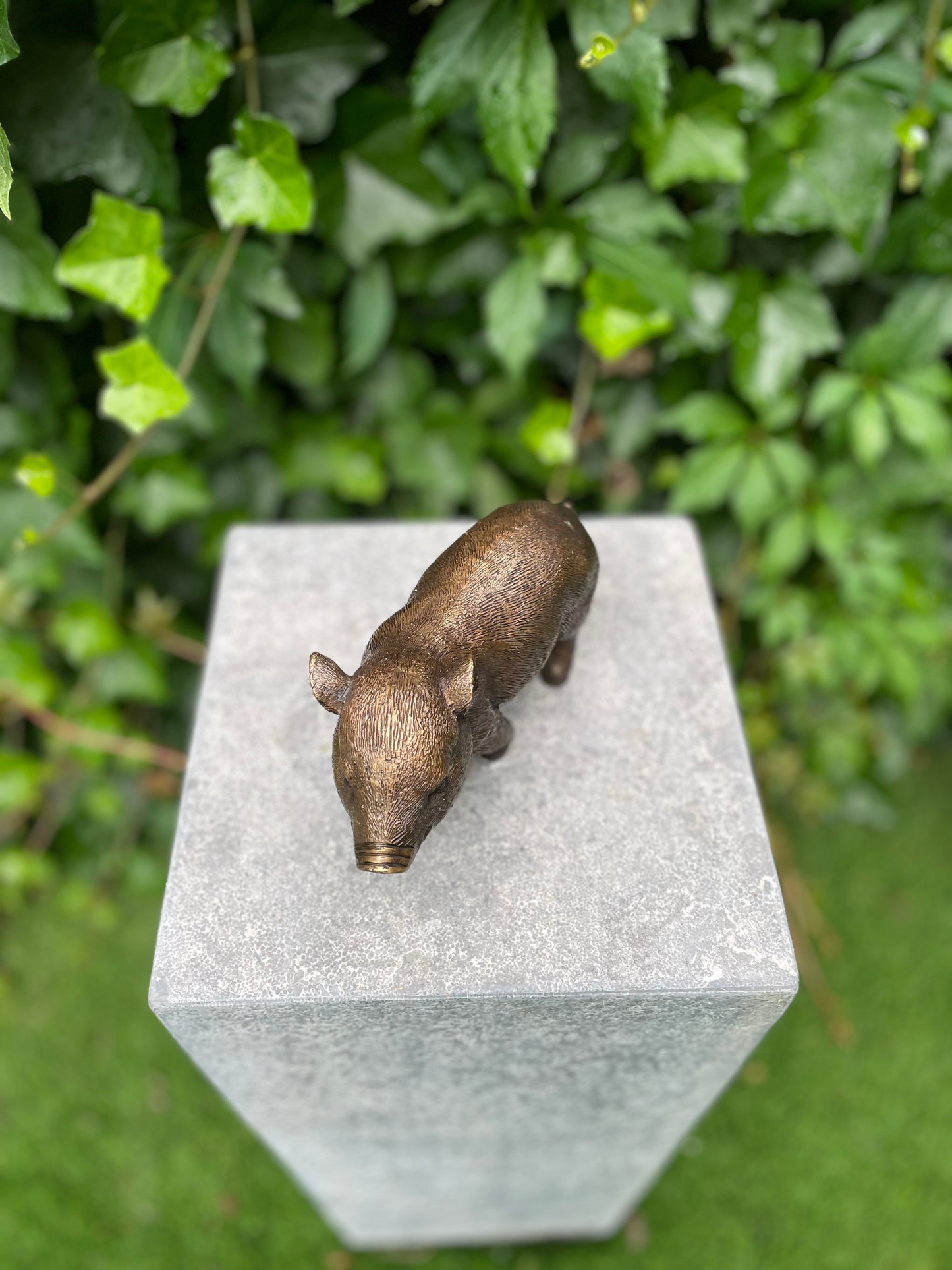 Bronze piglet - 18x16x12cm