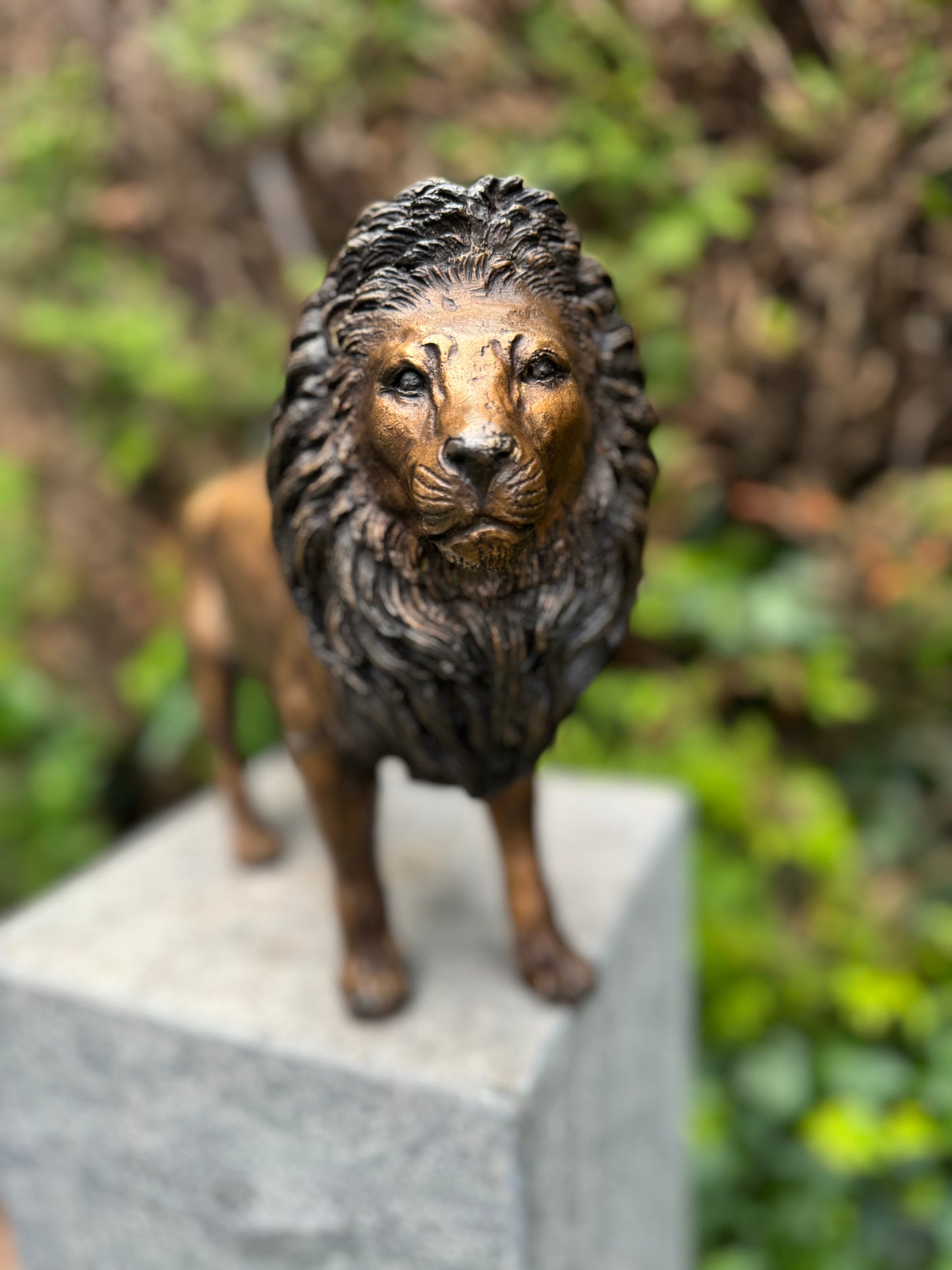 Bronze Lion 26x12x42cm