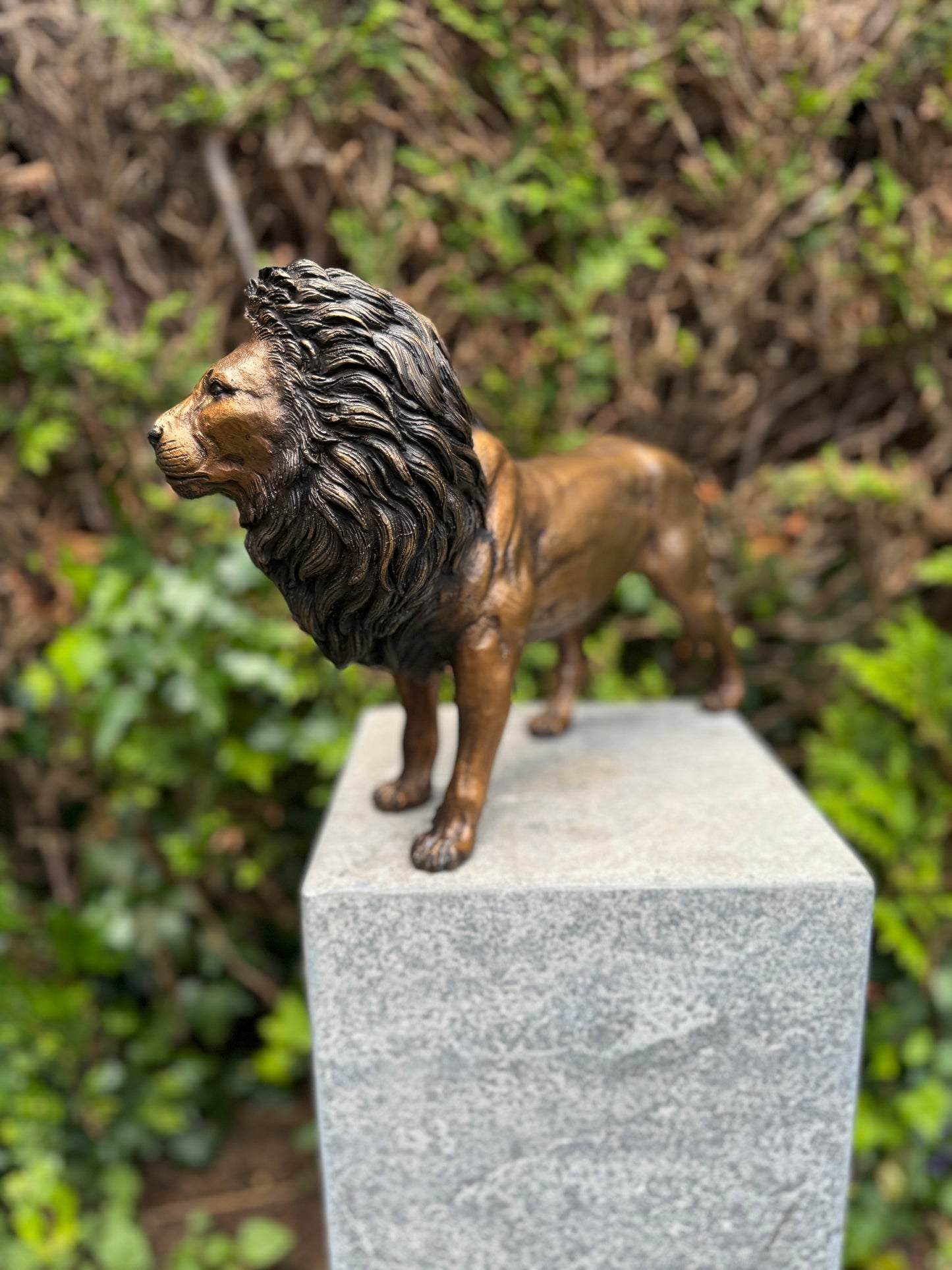 Bronze Lion 26x12x42cm