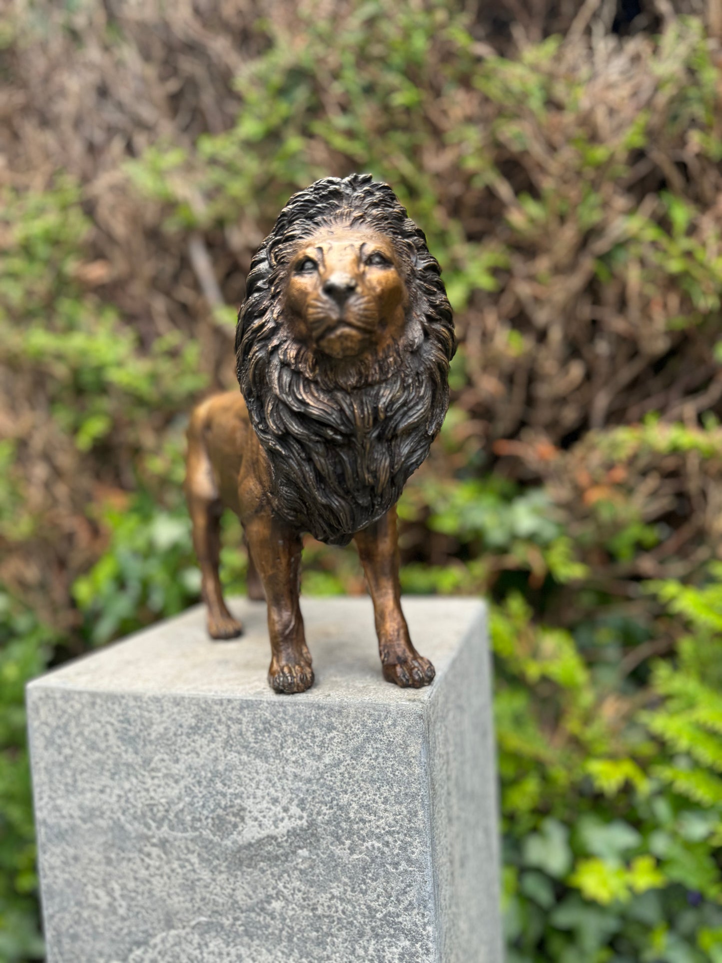 Bronze Lion 26x12x42cm