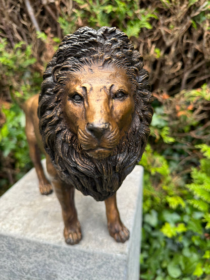 Bronze Lion 26x12x42cm