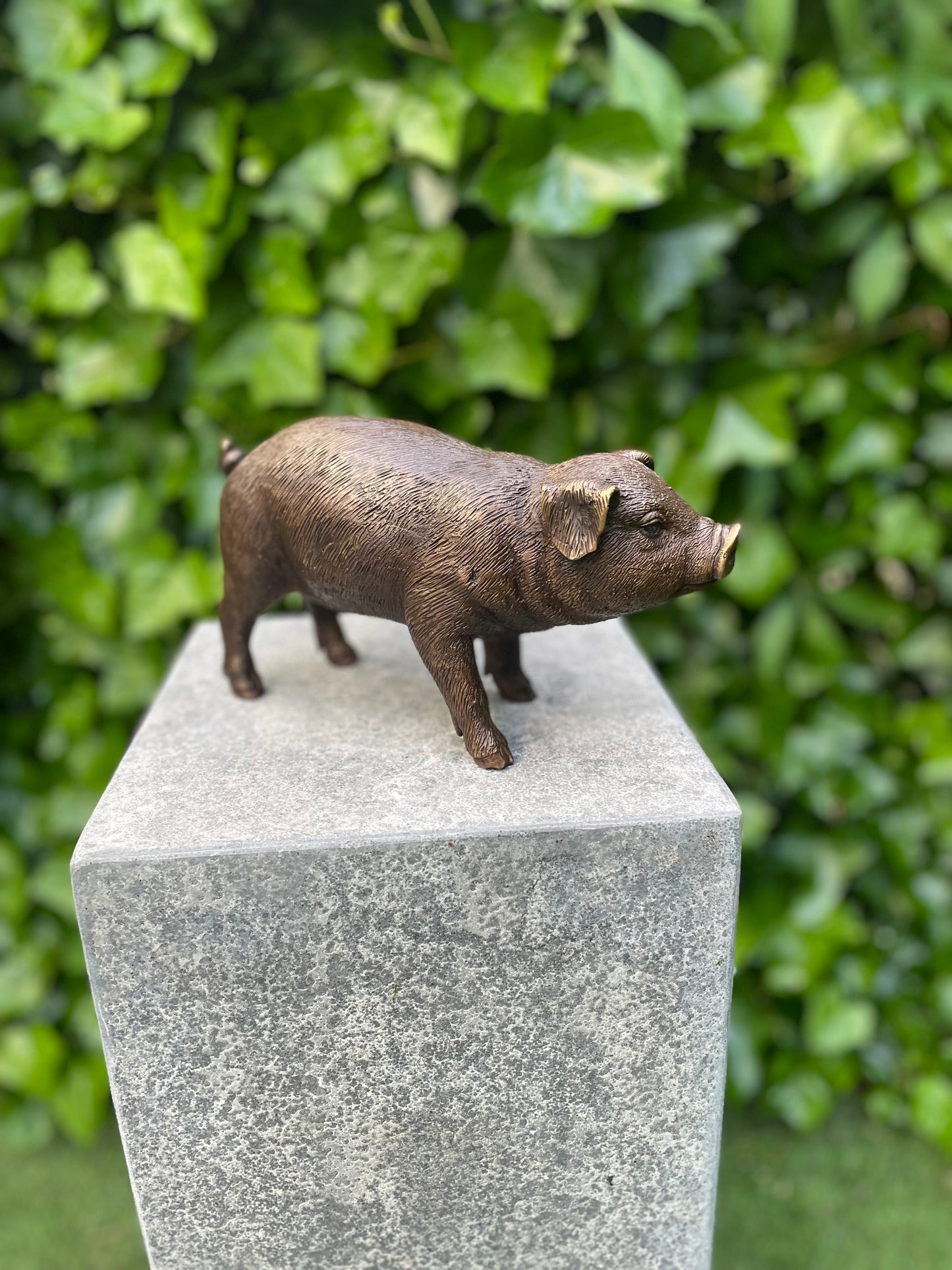 Bronze Pig -15x8x12cm