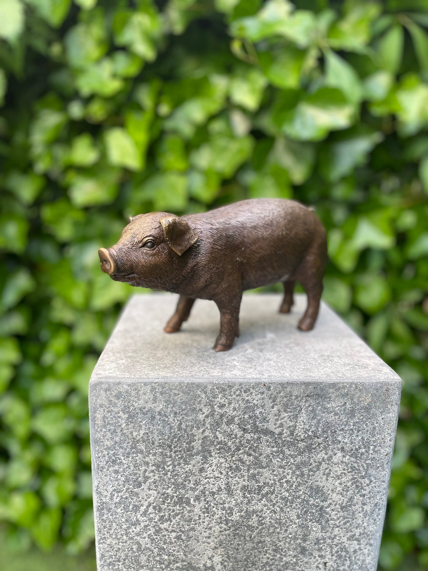 Bronze Pig -15x8x12cm