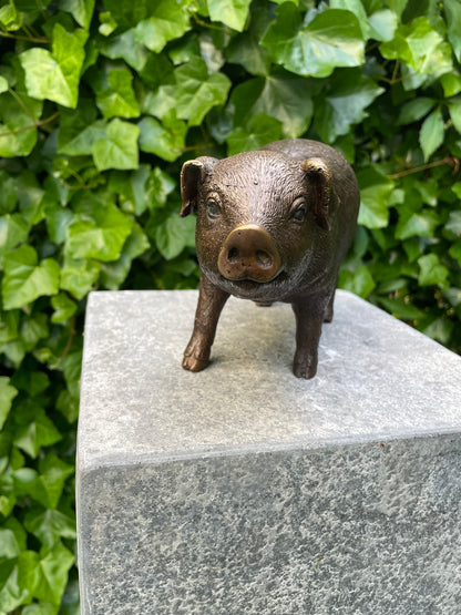 Bronze Pig -15x8x12cm