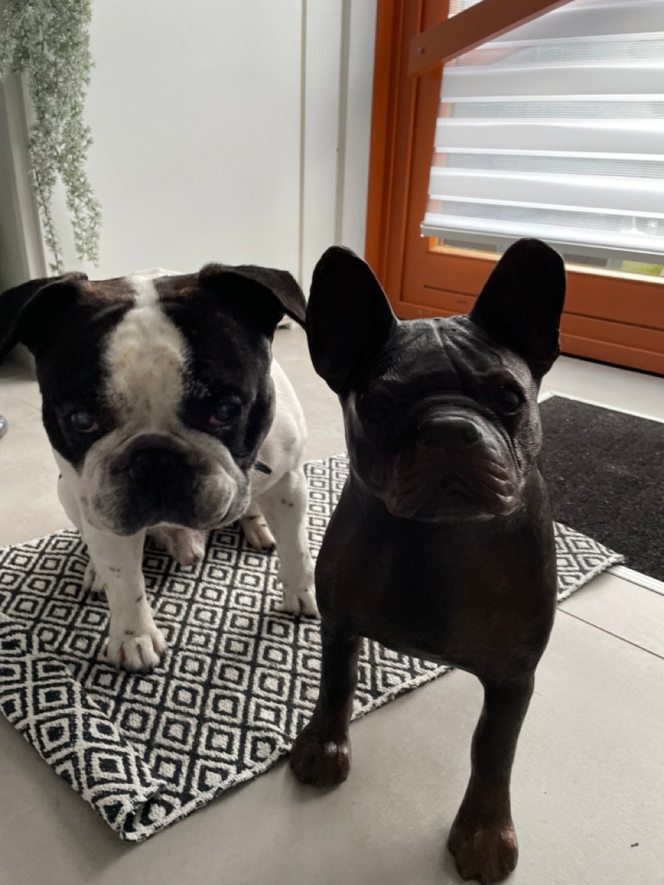French Bulldog – Bronze Sculpture. 46x20x48cm - 10Kg