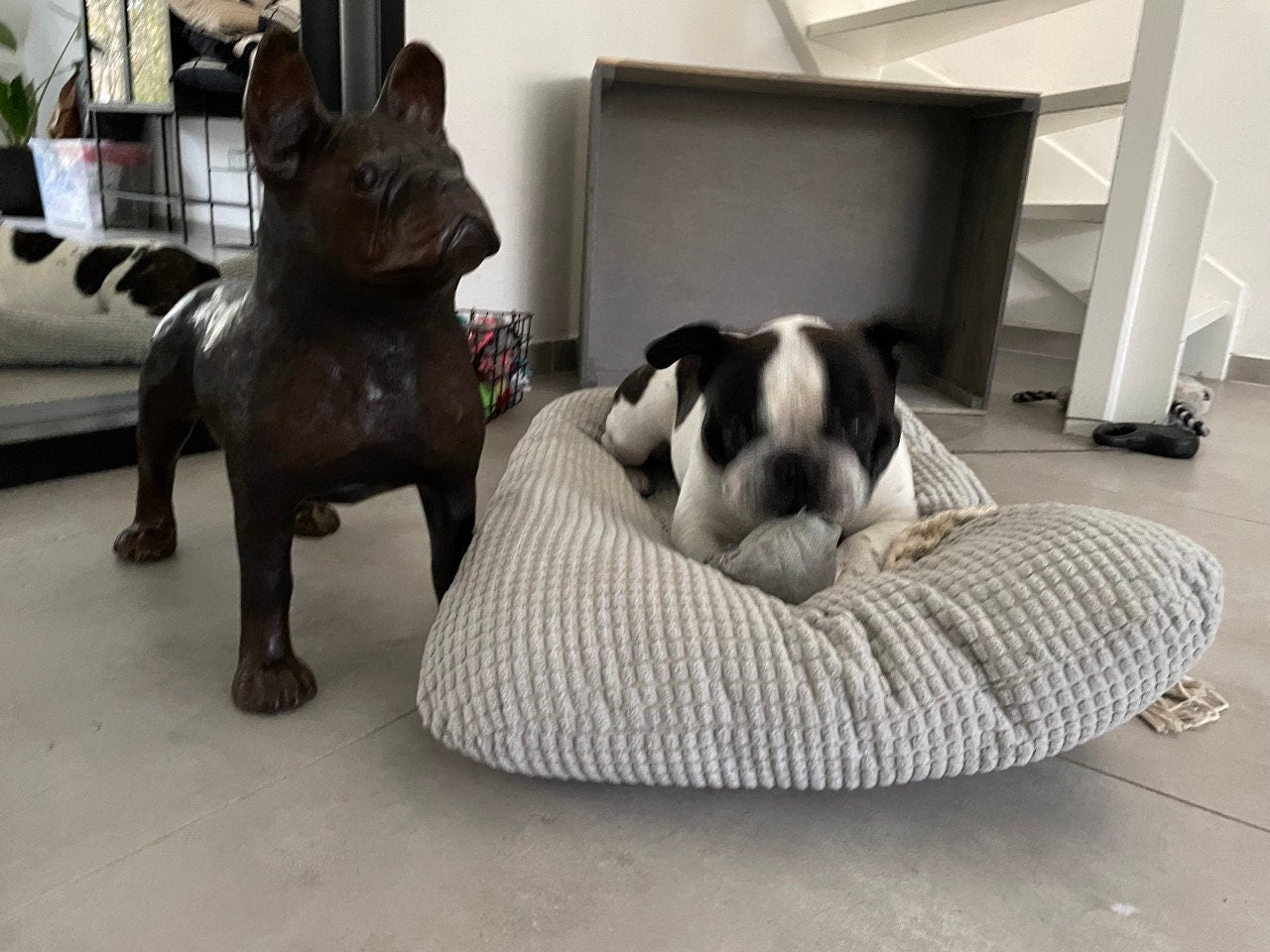 French Bulldog – Bronze Sculpture. 46x20x48cm - 10Kg