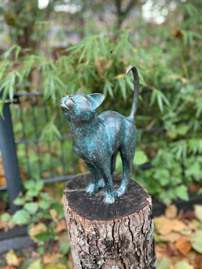 Upward Gaze Cat – Bronze Sculpture. 24x8x31cm