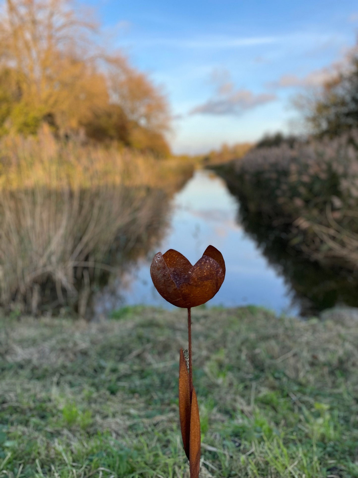 Rust Tulip – Iron Sculpture. 55x1x160cm