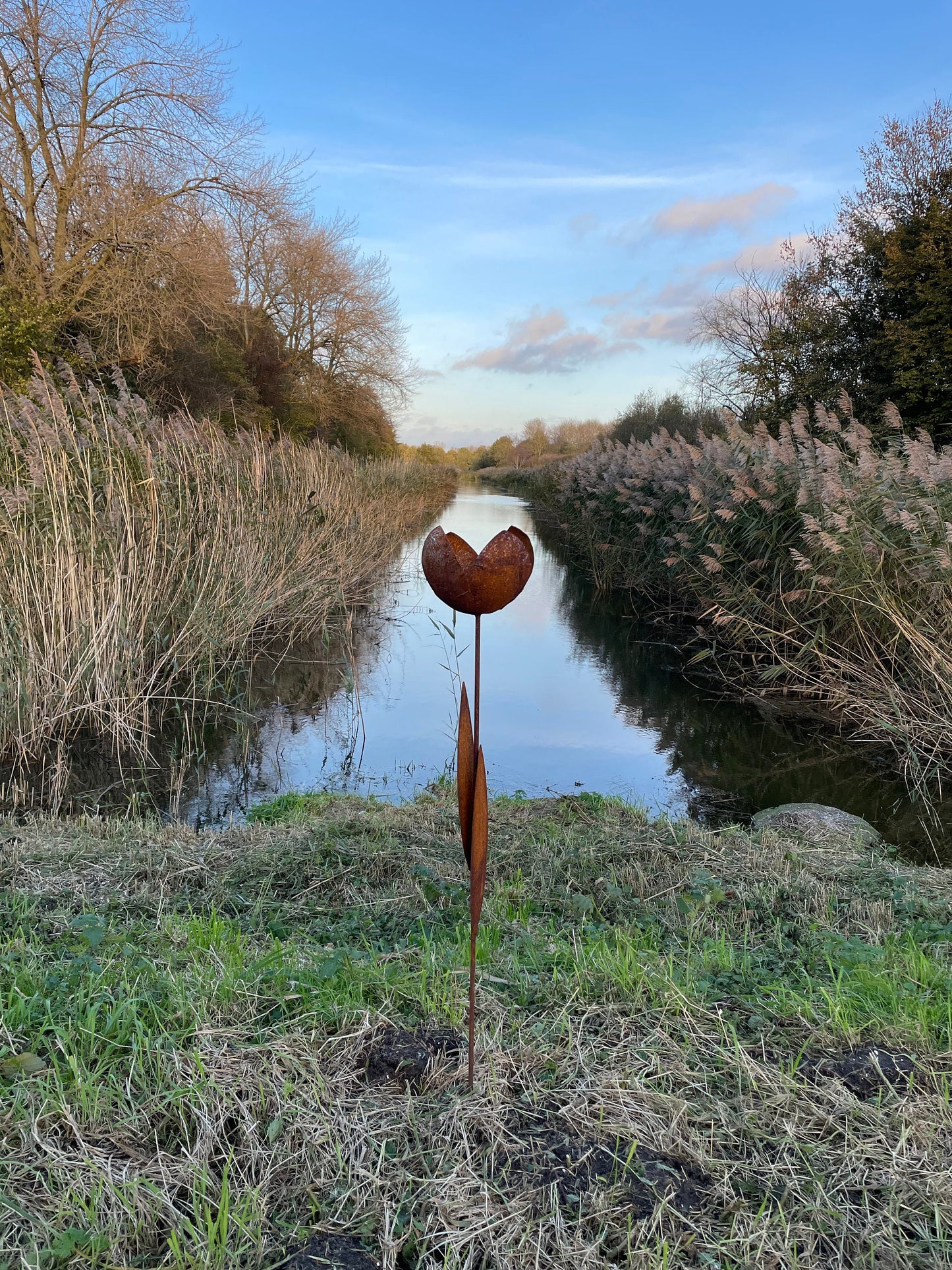 Rust Tulip – Iron Sculpture. 55x1x160cm