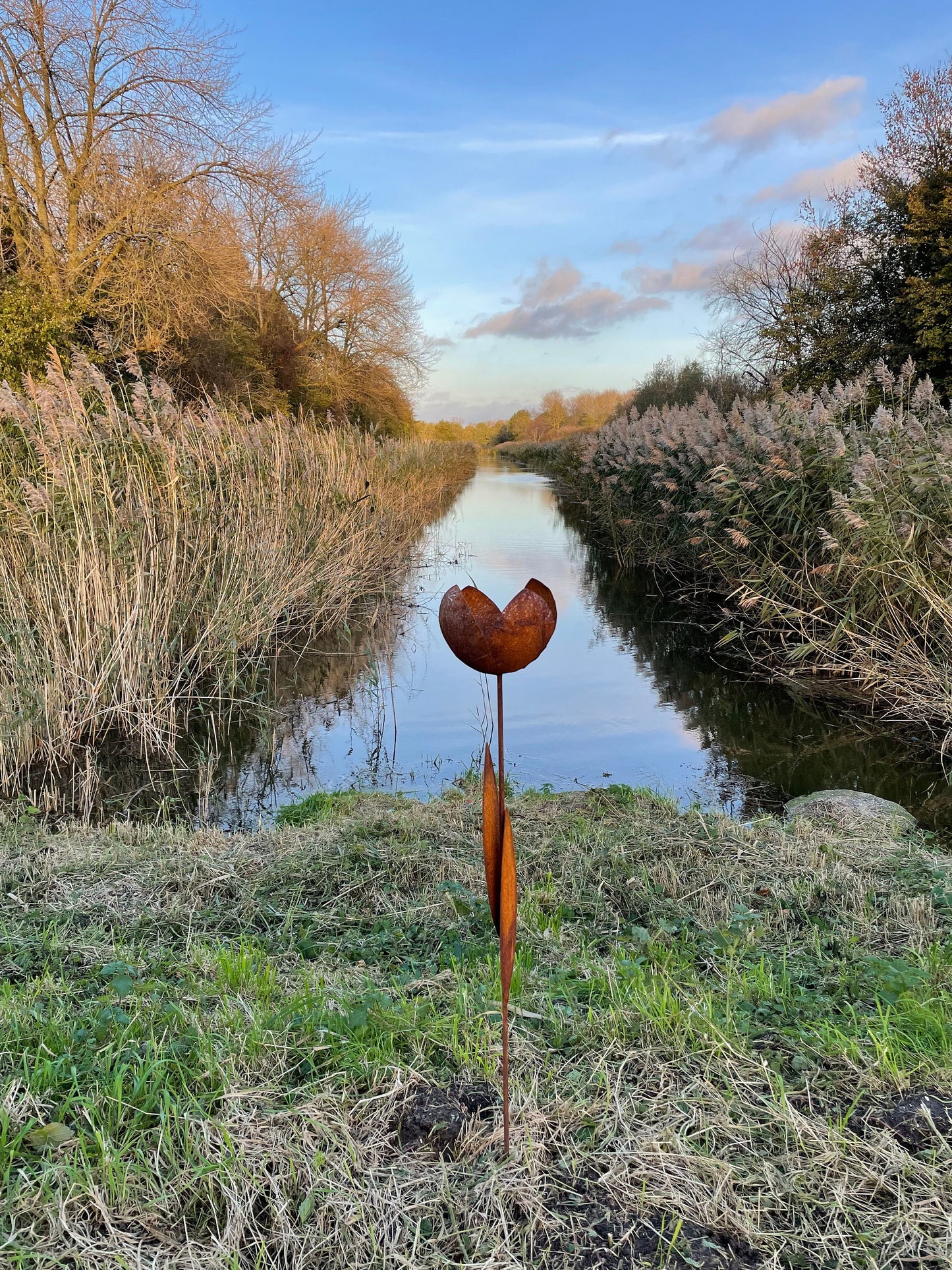 Rust Tulip – Iron Sculpture. 55x1x160cm