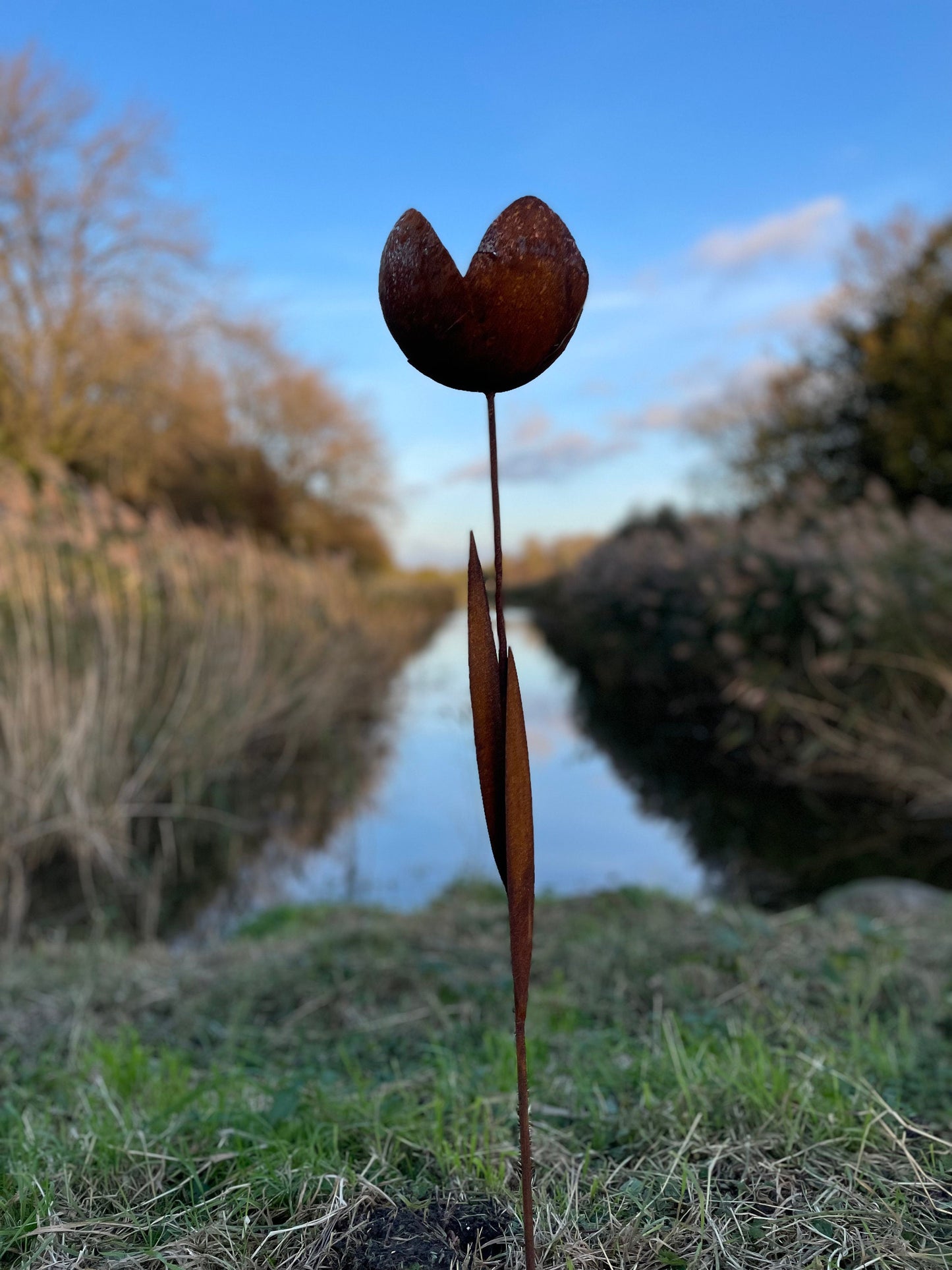 Rust Tulip – Iron Sculpture. 55x1x160cm