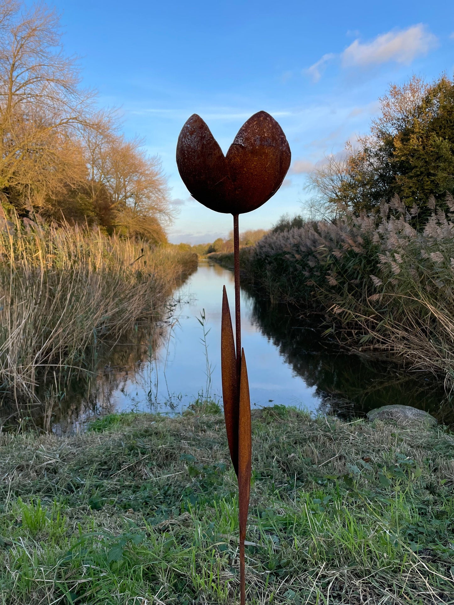 Rust Tulip – Iron Sculpture. 55x1x160cm