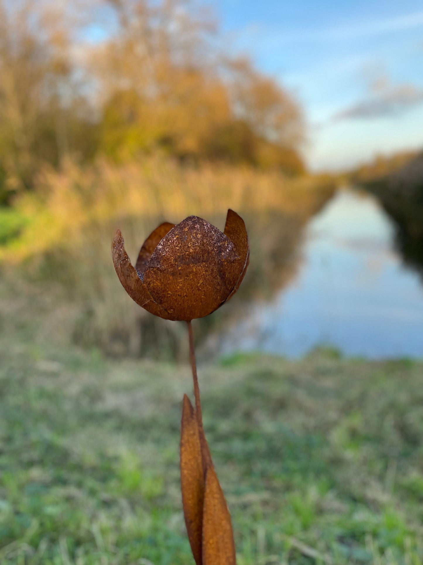 Rust Tulip – Iron Sculpture. 55x1x160cm
