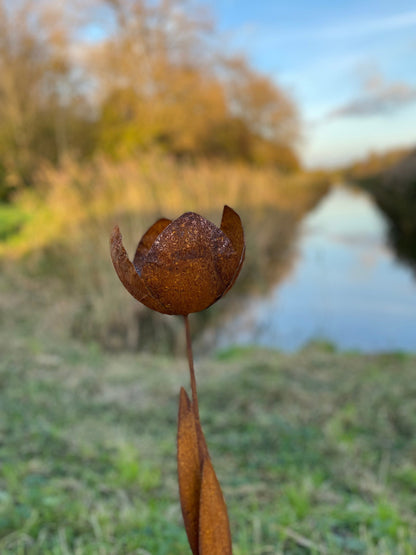 Rust Tulip – Iron Sculpture. 55x1x160cm