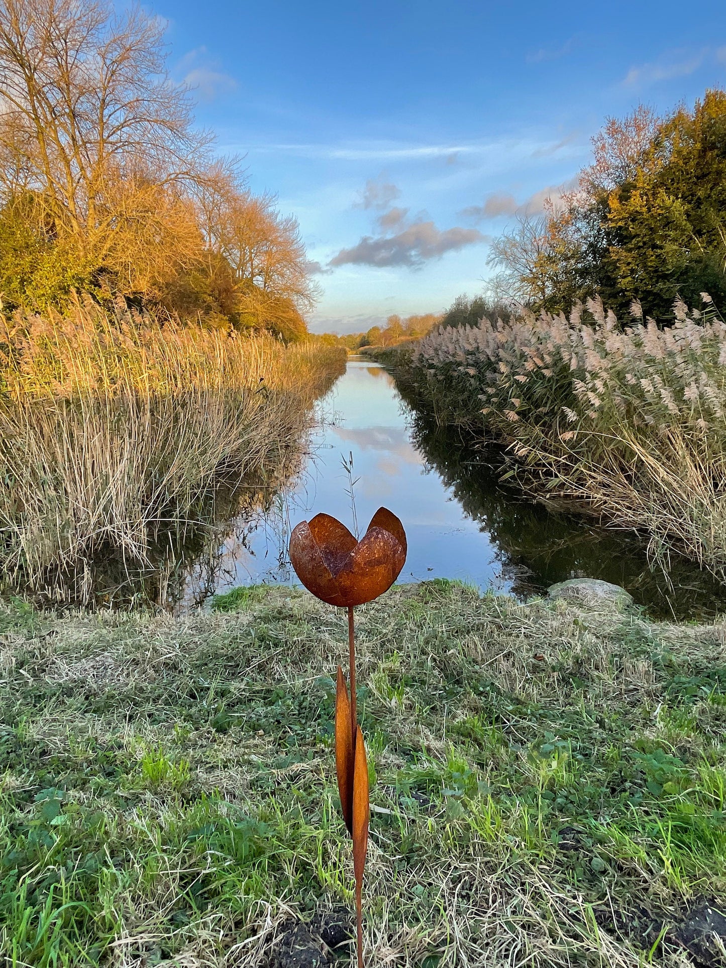 Rust Tulip – Iron Sculpture. 55x1x160cm