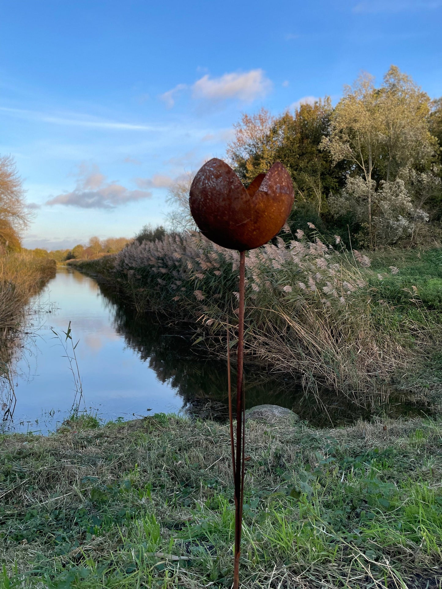 Rust Tulip – Iron Sculpture. 55x1x160cm