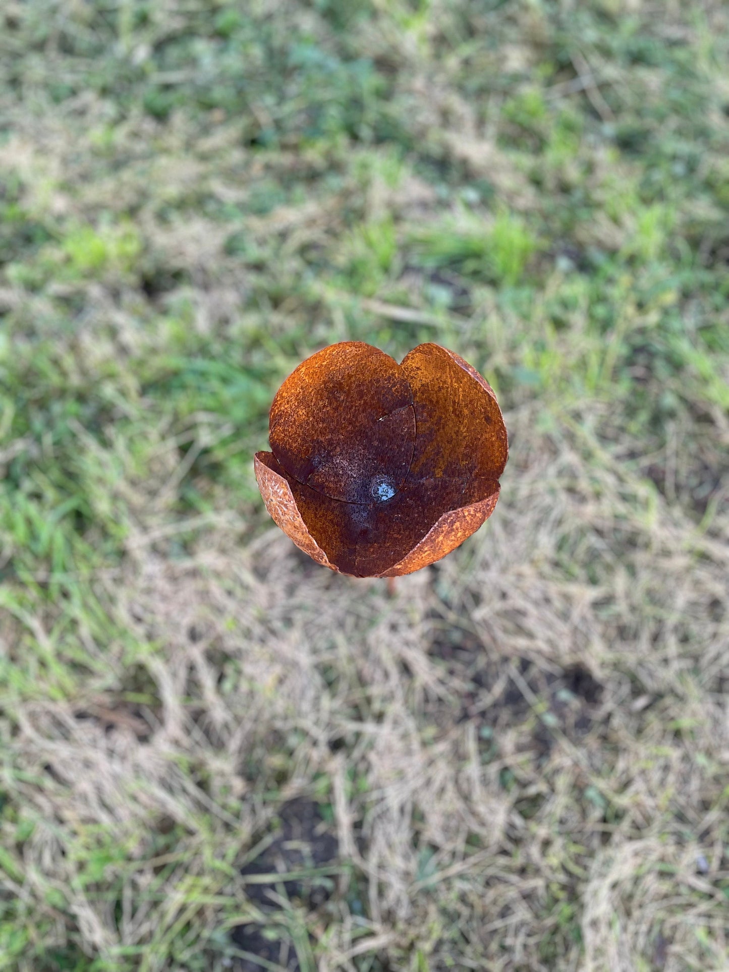 Rust Tulip – Iron Sculpture. 55x1x160cm